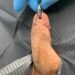 penis piercings