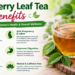raspberry leaf tea benefits